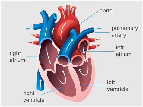 end-diastolic volume